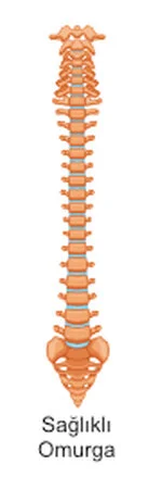 Omurga Sağlıklı Omurga