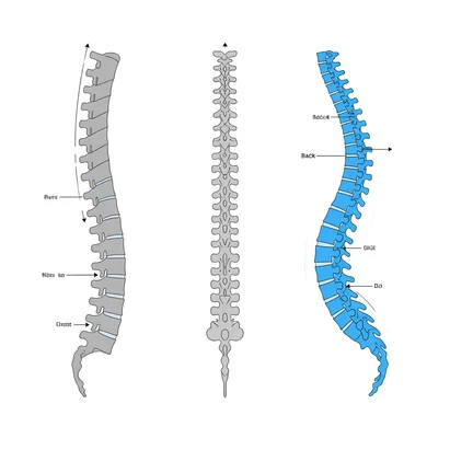 Skolyoz Omurga ve Bilgi